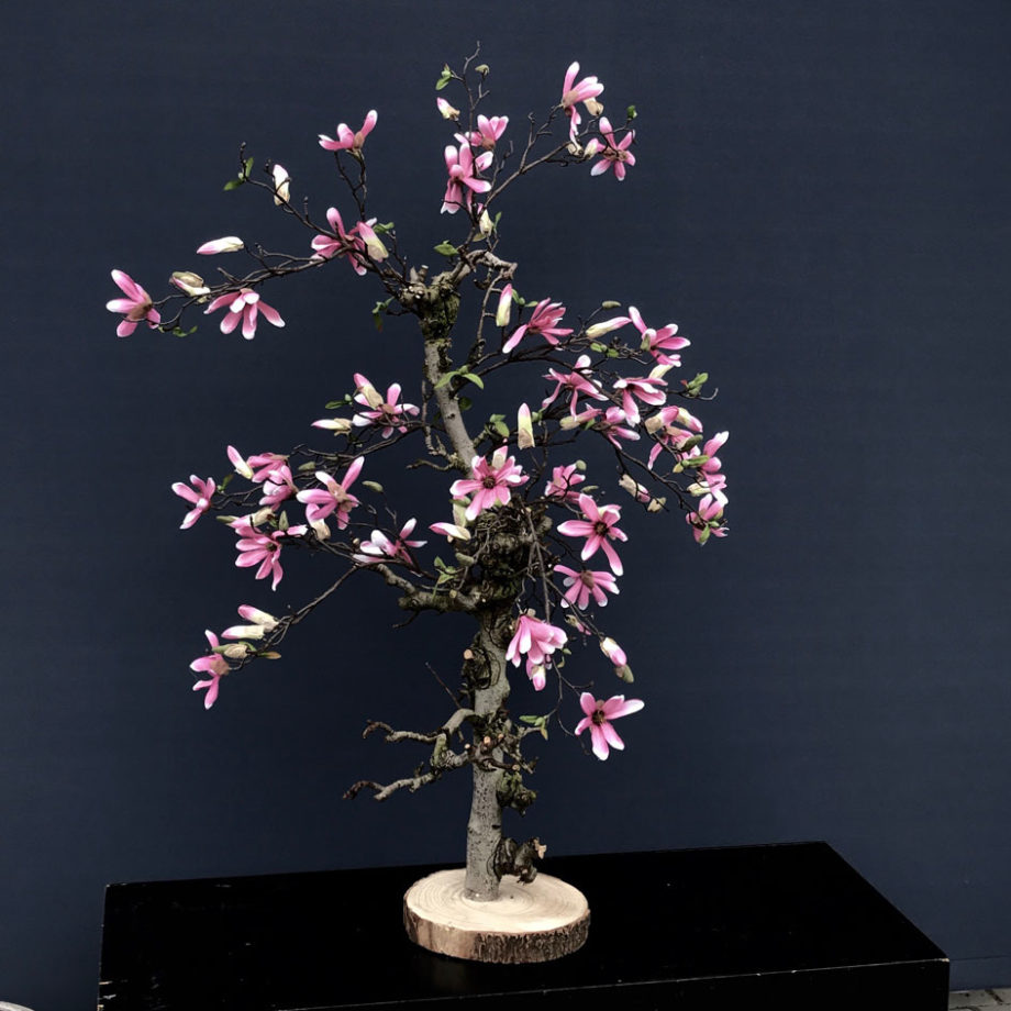 ster magnolia kunst