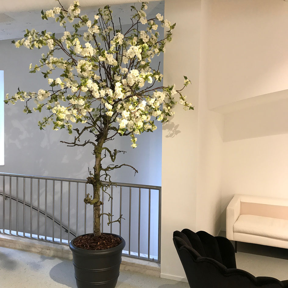 Kindercentrum Geleend kiespijn Bloesemboom - 350cm - wit - Kunst bloesembomen
