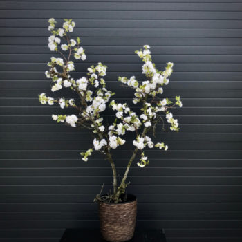 perenbloesem boom