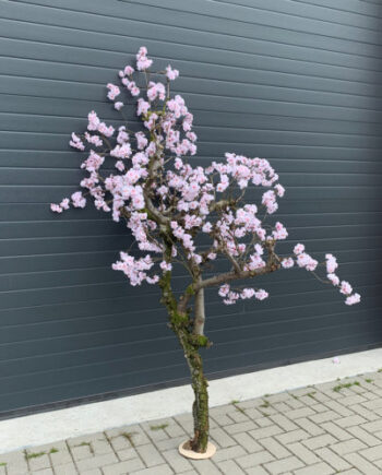 Kersenbloesem boom