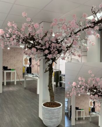 Kersenbloesem boom