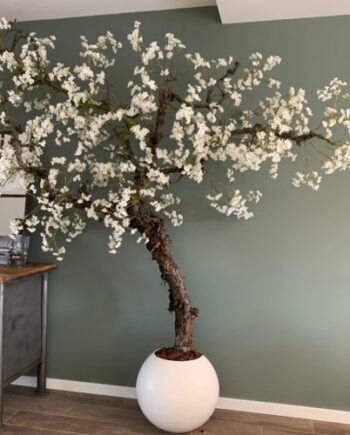 Kersen bloesemboom