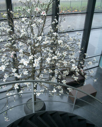 Magnolia kunstboom