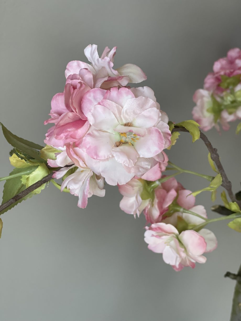 Peren bloesem