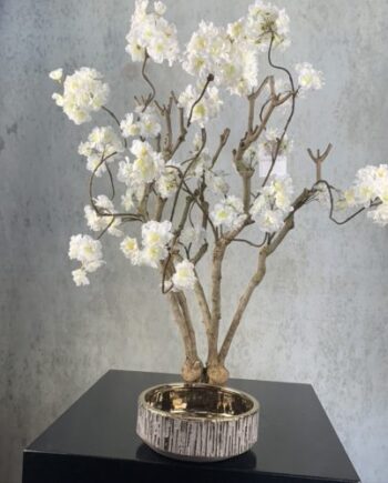 Sakura bloesemboom wit