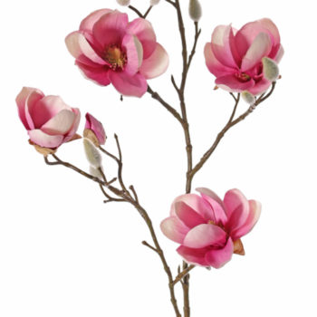 Magnolia oudroze