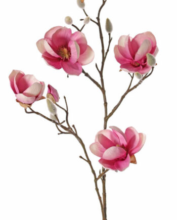 Magnolia oudroze