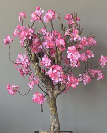 Kerselaar bloemsem boom