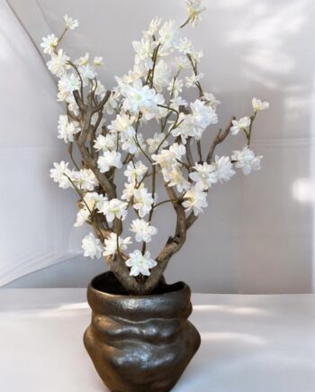 Cherry bloesemboom - wit - 50cm -