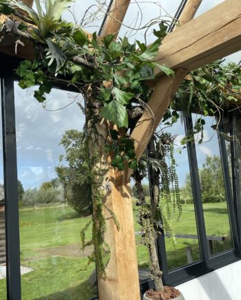 Klimmende boom