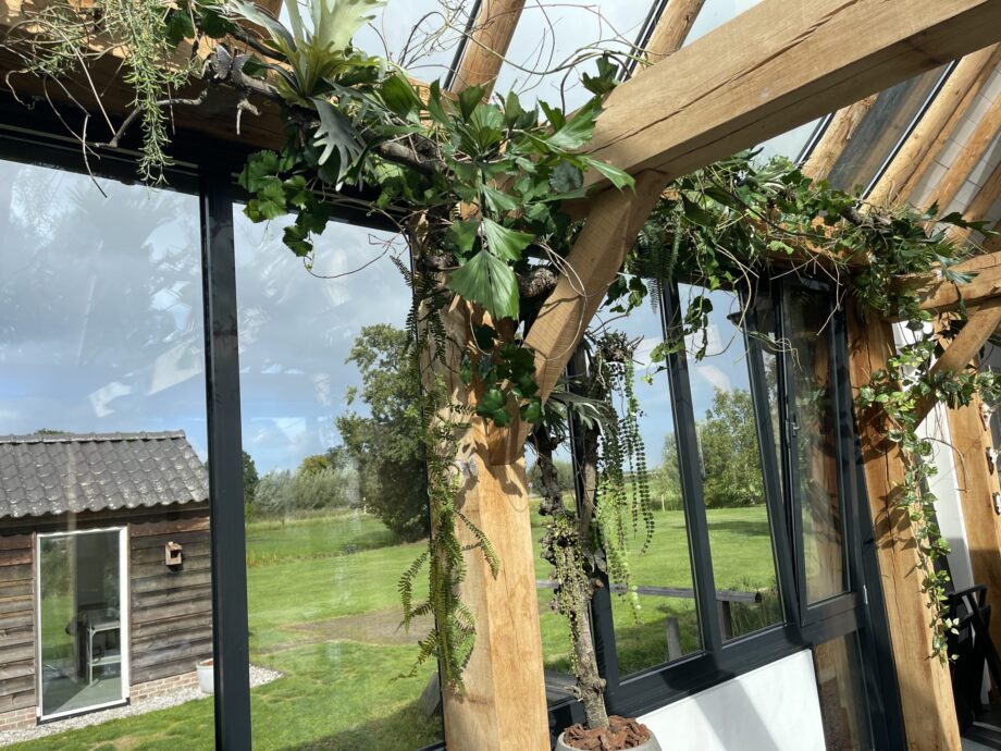 Klimmende boom